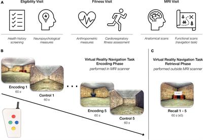 Cardiorespiratory fitness is associated with fMRI signal in right cerebellum lobule VIIa Crus I and II during spatial navigation in older adult women